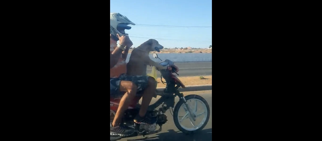 Σκύλος οδηγεί... μηχανάκι και «ρίχνει» το διαδίκτυο (βίντεο)